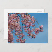 しだれさくらんぼツリーフラワーズ ポストカード (正面/裏面)