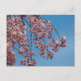 しだれさくらんぼツリーフラワーズ ポストカード