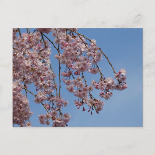 しだれさくらんぼツリーフラワーズ ポストカード (正面)