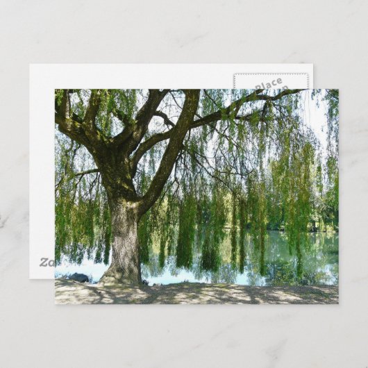 しだれ柳の木の間の池 ポストカード (正面/裏面)