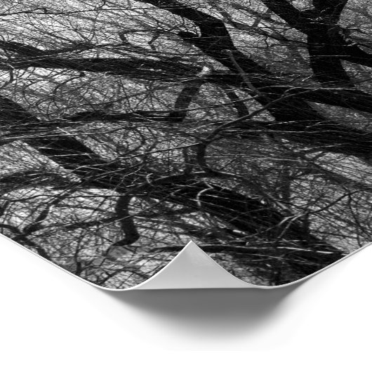 しだれ柳の木黒と白のシルエット ポスター (角)