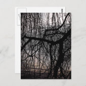 しだれ柳 ポストカード (正面/裏面)