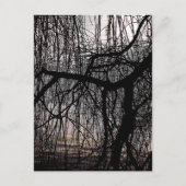 しだれ柳 ポストカード (正面)