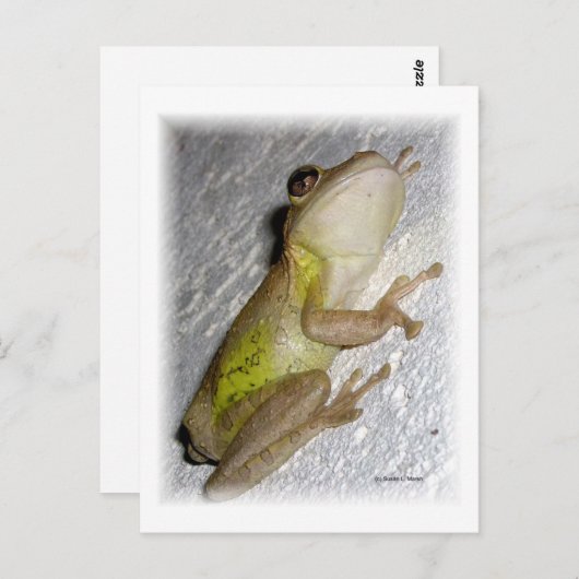 しっくい壁の写真にしがみつく大きなカエル ポストカード (正面/裏面)