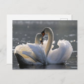 しとやかな白鳥 シーズンポストカード (正面/裏面)