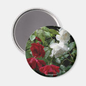 しびれたバラ花写真用マグネット マグネット (正面/裏面)