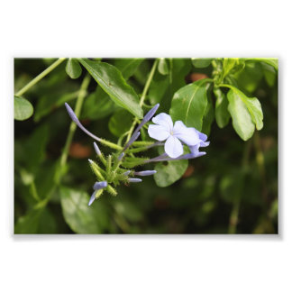 しわくちゃの花 フォトプリント           