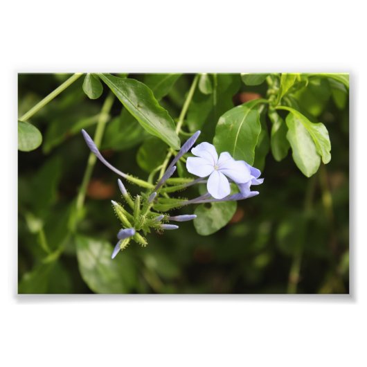 しわくちゃの花 フォトプリント            (正面)