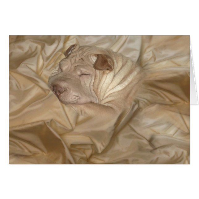 しわでごまかされる中国語Shar Pei (正面横)