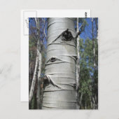 しわのある《植物》アスペンツリー ポストカード (正面/裏面)