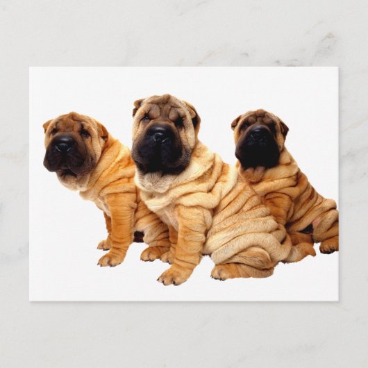 しわは美しいポストカード ポストカード (正面)