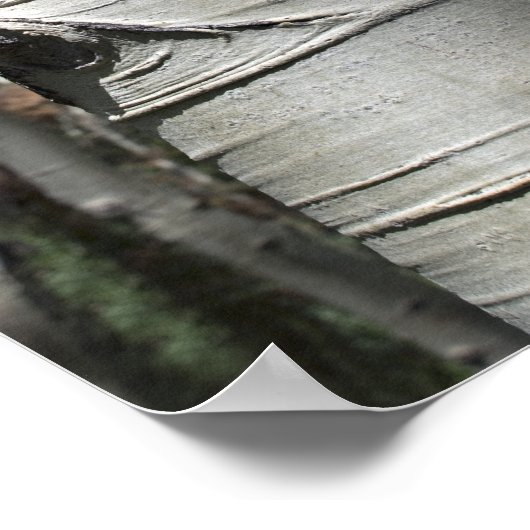 しわコロラド《植物》アスペンツリー ポスター (角)