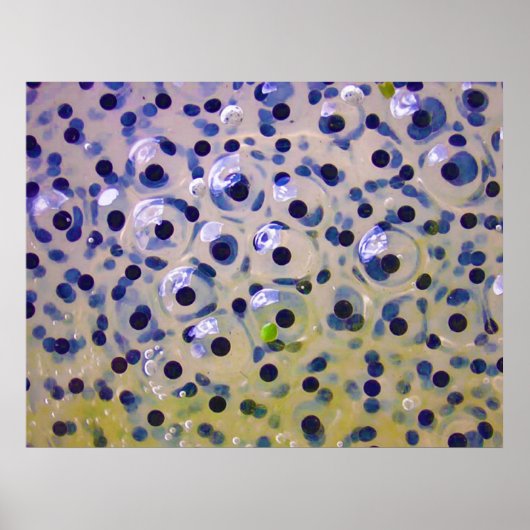 すぐにオタマジャクシになるフログスポーン卵のクローズアップ ポスター (正面)