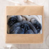 すぐに病気のパグ犬を飼う ラベル (インサイチュ)