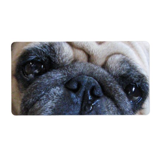 すぐに病気のパグ犬を飼う ラベル (正面)