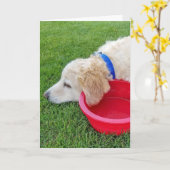 すぐに赤い水器を持った犬と仲良くなる カード (黄色い花)