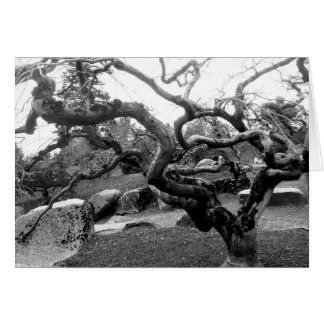 すごいかえで5x7カード