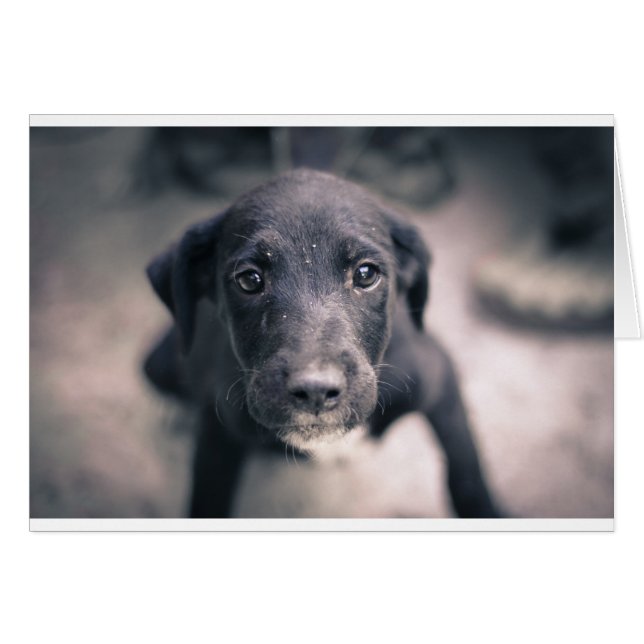 すごいかわいい子犬 (正面横)