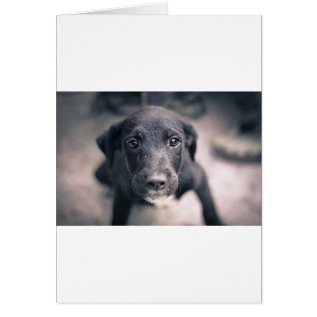 すごいかわいい子犬 (正面)