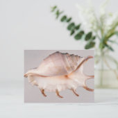 すごいクモのコンチ ポストカード (スタンド正面)