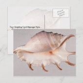 すごいクモのコンチ ポストカード (正面/裏面)