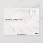 すごいクモのコンチ ポストカード (裏面)