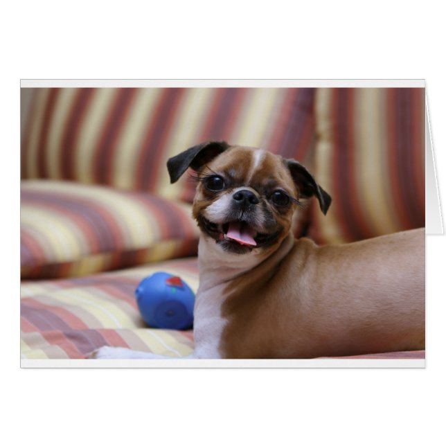 すごい可愛いお気に入りの犬 (正面横)