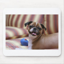 すごい可愛いお気に入りの犬