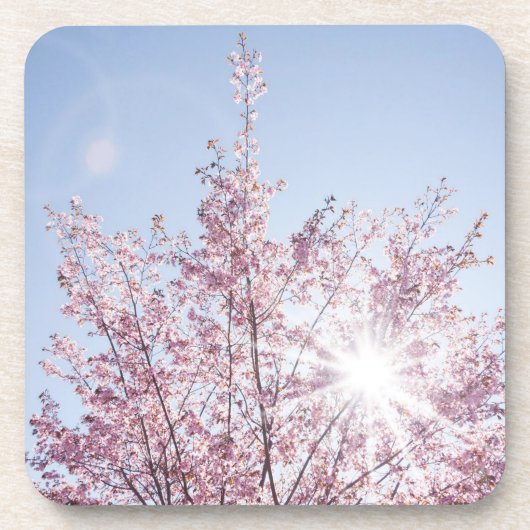 すさまじい木のピンク色の花を太陽が通過する コースター (正面)