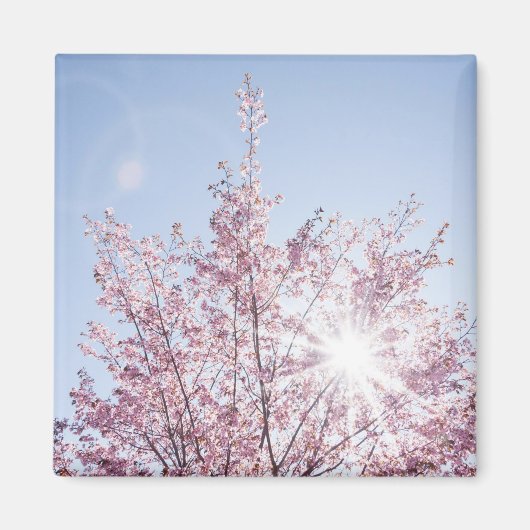 すさまじい木のピンク色の花を太陽が通過する マグネット (正面)
