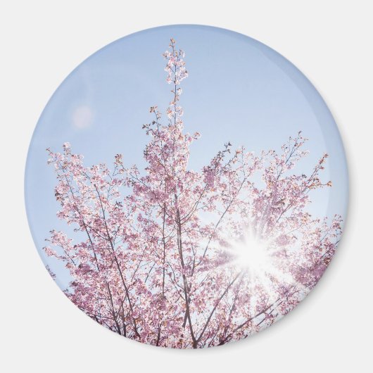 すさまじい木のピンク色の花を太陽が通過する マグネット (正面)