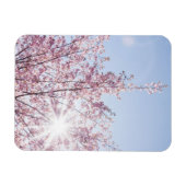 すさまじい木のピンク色の花を太陽が通過する マグネット (横)