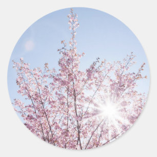 すさまじい木のピンク色の花を太陽が通過する ラウンドシール