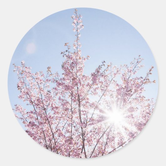 すさまじい木のピンク色の花を太陽が通過する ラウンドシール (正面)