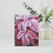 すすり離れ霜の美しい赤い。 ポストカード (スタンド正面)