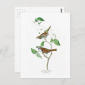 すずめのジョン白いThroated Audubonの鳥アメリカ ポストカード (正面/裏面)