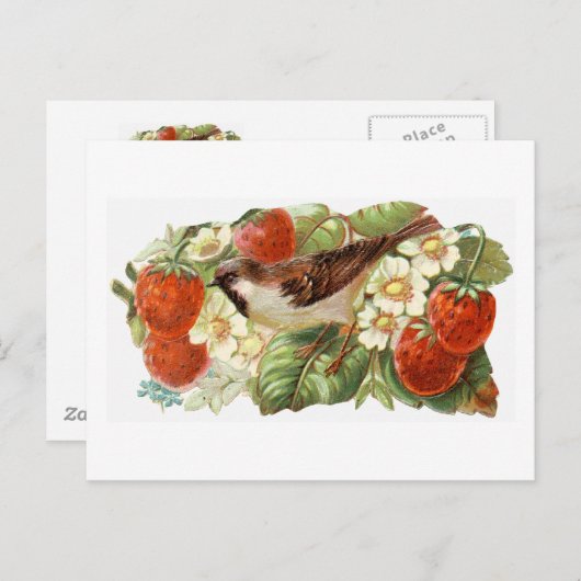 すずめ及び赤いいちご-ヴィンテージのイラストレーション ポストカード (正面/裏面)