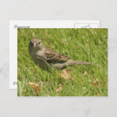 すずめ ポストカード (正面/裏面)