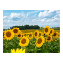 すてきなヒマワリ