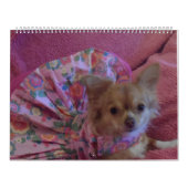 すばらしいチワワ2013のカレンダー カレンダー (カバー)