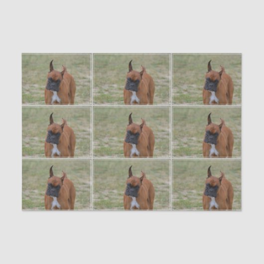 すばらしいボクサー犬 薄葉紙 (正面)