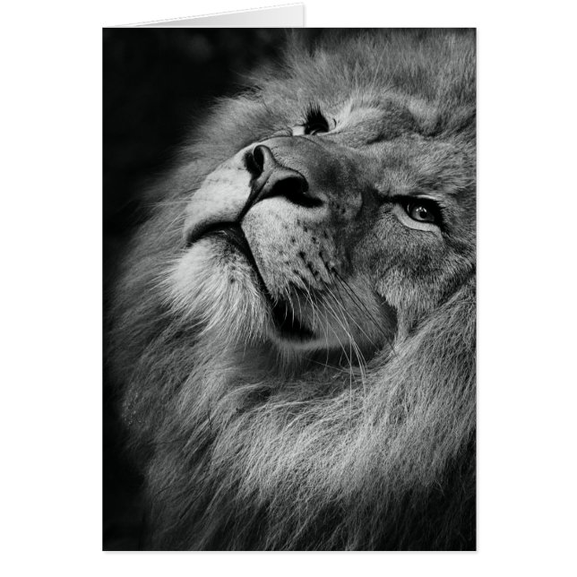 すばらしいライオン (正面)