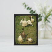 すばらしい水鳥たち ポストカード (スタンド正面)