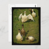 すばらしい水鳥たち ポストカード (正面/裏面)