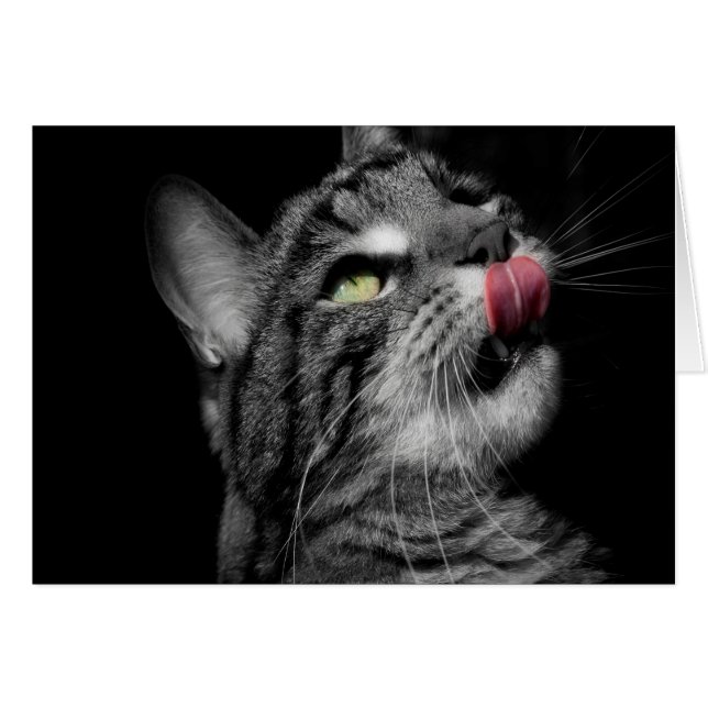 すばらしい猫 (正面横)