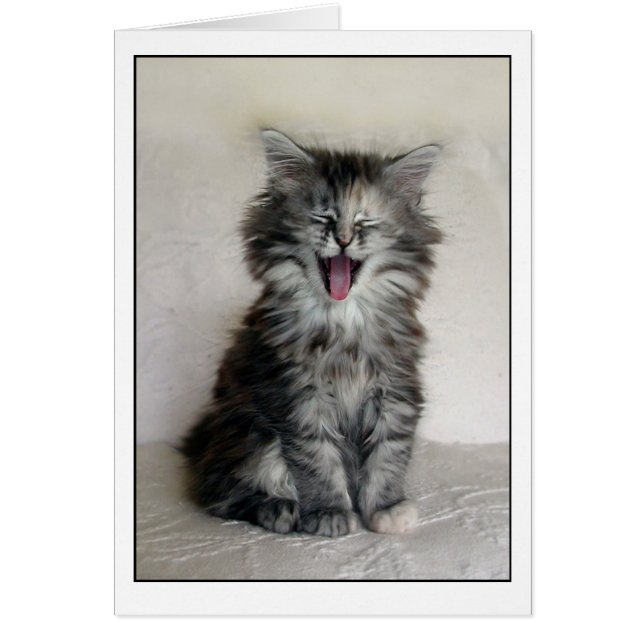 すばらしい表現の子ネコ (正面)