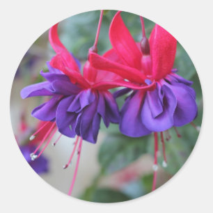 すばらしいFuschias ラウンドシール