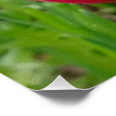 すべてがチューリップに美しいの孔子クモを乗せる ポスター (コーナー)