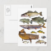 すべてのゲームの魚 ポストカード (正面/裏面)