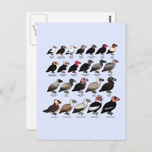 すべてのハゲワシ ポストカード (正面/裏面)